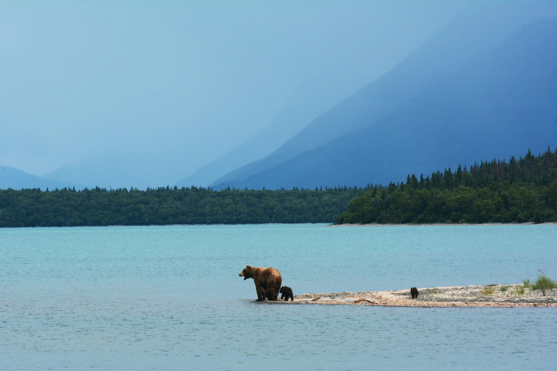 Brown bear with two cubs walking along the shore of a remote Alaskan lake with forest and misty mountains behind
